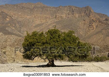 "Ghaf tree (Prosopis cineraria), Wadi Bani Awf, Oman, Asia" View Large Photo Image Stock Image - "Ghaf tree (Prosopis cineraria), Wadi Bani Awf, Oman, Asia". Fotosearch