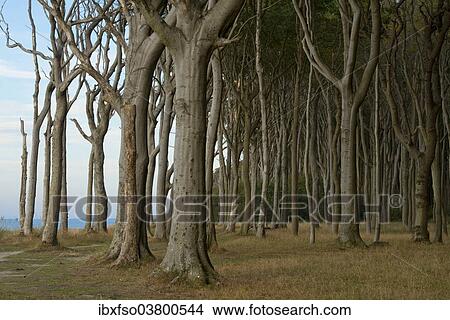 "Ghost Forest, beech forest, European Beech or Common Beech trees (Fagus sylvatica), Nienhagen, Mecklenburg-Western Pomerania, Germany, Europe" View Large Photo Image Picture - "Ghost Forest, beech forest, European Beech or Common Beech trees (Fagus sylvatica), Nienhagen, Mecklenburg-Western Pomerania, Germany, Europe". Fotosearch