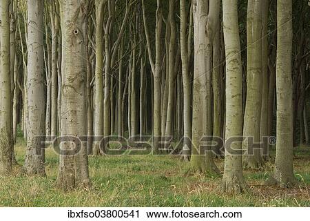 "Ghost Forest, beech forest, European Beech or Common Beech trees (Fagus sylvatica), Nienhagen, Mecklenburg-Western Pomerania, Germany, Europe" View Large Photo Image Stock Image - "Ghost Forest, beech forest, European Beech or Common Beech trees (Fagus sylvatica), Nienhagen, Mecklenburg-Western Pomerania, Germany, Europe". Fotosearch