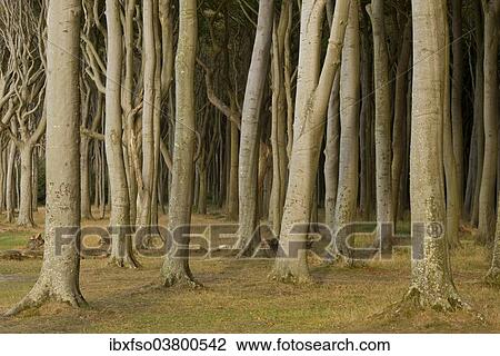 "Ghost Forest, beech forest, European Beech or Common Beech trees (Fagus sylvatica), Nienhagen, Mecklenburg-Western Pomerania, Germany, Europe" View Large Photo Image Stock Image - "Ghost Forest, beech forest, European Beech or Common Beech trees (Fagus sylvatica), Nienhagen, Mecklenburg-Western Pomerania, Germany, Europe". Fotosearch