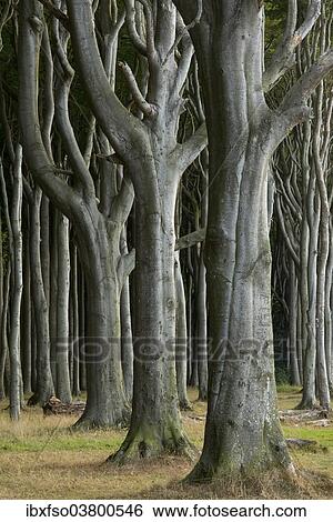 "Ghost Forest, beech forest, European Beech or Common Beech trees (Fagus sylvatica), Nienhagen, Mecklenburg-Western Pomerania, Germany, Europe" View Large Photo Image Stock Photograph - "Ghost Forest, beech forest, European Beech or Common Beech trees (Fagus sylvatica), Nienhagen, Mecklenburg-Western Pomerania, Germany, Europe". Fotosearch