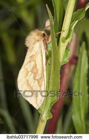 "Ghost Moth or Ghost Swift (Hepialus humuli) at rest, Untergroningen, Abtsgmuend, Baden-Wurttemberg, Germany, Europe" View Large Photo Image Stock Photograph - "Ghost Moth or Ghost Swift (Hepialus humuli) at rest, Untergroningen, Abtsgmuend, Baden-Wurttemberg, Germany, Europe". Fotosearch