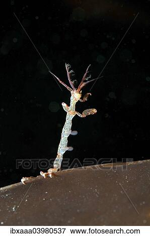 Stock Photo - "Ghost Shrimp (Caprella linearis), White Sea, Karelia, Russia, Europe". Fotosearch