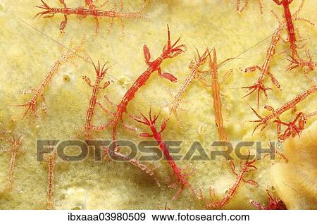 "Ghost Shrimps (Caprella linearis), White Sea, Karelia, Russia, Europe" View Large Photo Image Stock Photo - "Ghost Shrimps (Caprella linearis), White Sea, Karelia, Russia, Europe". Fotosearch