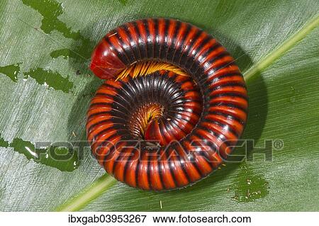 "Giant African Millipede (Archispirostreptus gigas), Madagascar, Africa" View Large Photo Image Stock Photo - "Giant African Millipede (Archispirostreptus gigas), Madagascar, Africa". Fotosearch