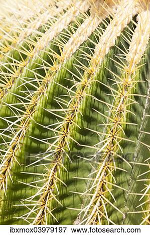 Stock Photo - "Giant Barrel Cactus (Echinocactus platyacanthus), native to Mexico". Fotosearch