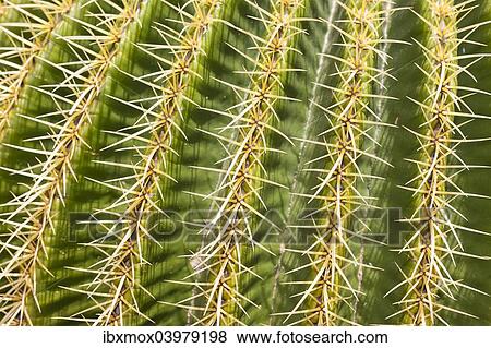Stock Photo - "Giant Barrel Cactus (Echinocactus platyacanthus), native to Mexico". Fotosearch
