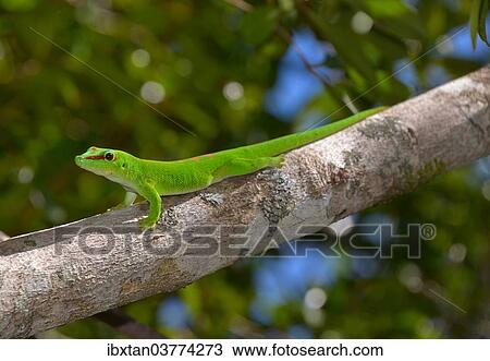 "Giant Day Gecko (Phelsuma madagascariensis grandis), Ankany ny Nofy, Madagascar, Africa" View Large Photo Image Stock Image - "Giant Day Gecko (Phelsuma madagascariensis grandis), Ankany ny Nofy, Madagascar, Africa". Fotosearch
