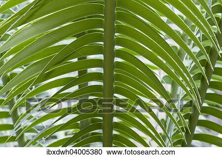 "Giant Dioon, or Gum Palm (Dioon spinulosum), native to Mexico" View Large Photo Image Stock Image - "Giant Dioon, or Gum Palm (Dioon spinulosum), native to Mexico". Fotosearch