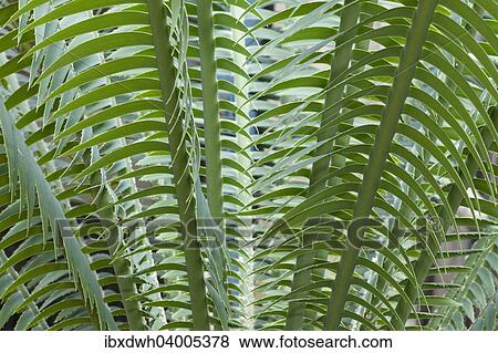 "Giant Dioon, or Gum Palm (Dioon spinulosum), native to Mexico" View Large Photo Image Stock Photo - "Giant Dioon, or Gum Palm (Dioon spinulosum), native to Mexico". Fotosearch