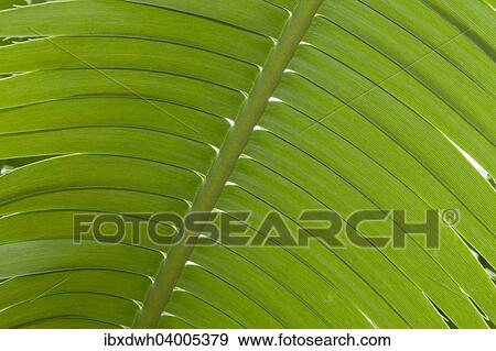 "Giant Dioon, or Gum Palm (Dioon spinulosum), native to Mexico" View Large Photo Image Stock Photo - "Giant Dioon, or Gum Palm (Dioon spinulosum), native to Mexico". Fotosearch