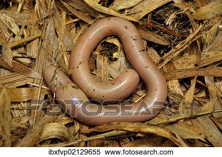 "Giant Earthworm (Lumbricidae) at the foot of the Gahinga Volcano, Parc National des Volcans, Volcanoes National Park, Rwanda, Africa" View Large Photo Image Stock Photography - "Giant Earthworm (Lumbricidae) at the foot of the Gahinga Volcano, Parc National des Volcans, Volcanoes National Park, Rwanda, Africa". Fotosearch