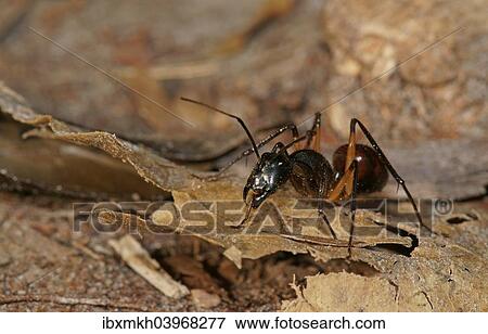 Stock Photo - "Giant forest ant (Camponotus gigas), Tanjung Puting National Park, Central Kalimantan, Borneo, Indonesia, Asia". Fotosearch