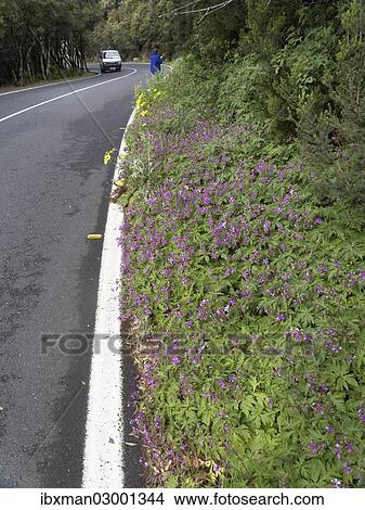 "Giant Geranium (Geranium canariense) growing on the roadside, endemic, La Gomera, Canary Islands, Spain, Europe, La Gomera, Valle Gran Rey, Canary Islands, Spain, Europe" View Large Photo Image Picture - "Giant Geranium (Geranium canariense) growing on the roadside, endemic, La Gomera, Canary Islands, Spain, Europe, La Gomera, Valle Gran Rey, Canary Islands, Spain, Europe". Fotosearch