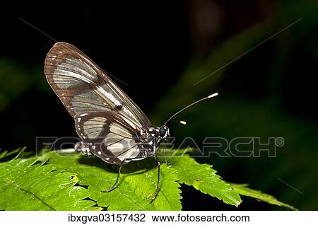 Stock Image - "Giant Glaswing (Methona confusa) perched on leaf, Tambopata Nature Reserve, Madre de Dios, Madre de Dios Region, Peru, South America". Fotosearch