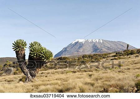 Picture - "Giant Groundsel (Dendrosenecio kilimanjari, formerly Senecio spp. ), at back the snow-capped Kibo summit, on the Marangu route, Kilimandscharo National Park, Tanzania, Africa". Fotosearch