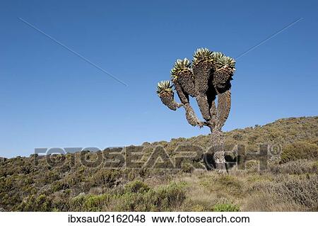 "Giant Groundsel (Dendrosenecio kilimanjari, Senecio ssp. ), near Camp Horombo Hut, Mount Kilimanjaro, Marangu Route, Tanzania, East Africa, Africa" View Large Photo Image Stock Photo - "Giant Groundsel (Dendrosenecio kilimanjari, Senecio ssp. ), near Camp Horombo Hut, Mount Kilimanjaro, Marangu Route, Tanzania, East Africa, Africa". Fotosearch