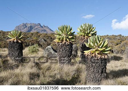 "Giant Groundsel (Dendrosenecio kilimanjari), near the Horombo Huts, Mt Mawenzi at back, Marangu Route, Mt. Kilimanjaro, Tanzania, East Africa, Africa" View Large Photo Image Stock Photograph - "Giant Groundsel (Dendrosenecio kilimanjari), near the Horombo Huts, Mt Mawenzi at back, Marangu Route, Mt. Kilimanjaro, Tanzania, East Africa, Africa". Fotosearch