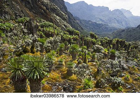 "Giant Groundsels (Dendrosenecio) in the Rwenzori Mountains, Uganda, Africa" View Large Photo Image Stock Photo - "Giant Groundsels (Dendrosenecio) in the Rwenzori Mountains, Uganda, Africa". Fotosearch