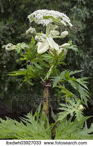 "Giant hogweed (Heracleum mantegazzianum), Ruhr district, North Rhine-Westphalia, Germany, Europe" View Large Photo Image Stock Image - "Giant hogweed (Heracleum mantegazzianum), Ruhr district, North Rhine-Westphalia, Germany, Europe". Fotosearch
