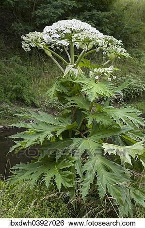 "Giant hogweed (Heracleum mantegazzianum), Ruhr district, North Rhine-Westphalia, Germany, Europe" View Large Photo Image Stock Photograph - "Giant hogweed (Heracleum mantegazzianum), Ruhr district, North Rhine-Westphalia, Germany, Europe". Fotosearch