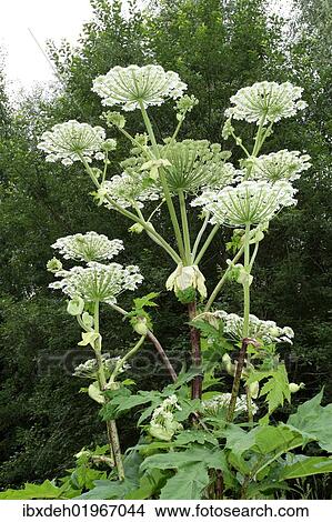 "Giant hogweed or giant cow parsley (Heracleum mantegazzianum), Allgaeu, Bavaria, Germany, Europe" View Large Photo Image Picture - "Giant hogweed or giant cow parsley (Heracleum mantegazzianum), Allgaeu, Bavaria, Germany, Europe". Fotosearch