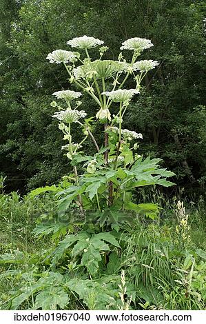 "Giant hogweed or giant cow parsley (Heracleum mantegazzianum), Allgaeu, Bavaria, Germany, Europe" View Large Photo Image Stock Image - "Giant hogweed or giant cow parsley (Heracleum mantegazzianum), Allgaeu, Bavaria, Germany, Europe". Fotosearch