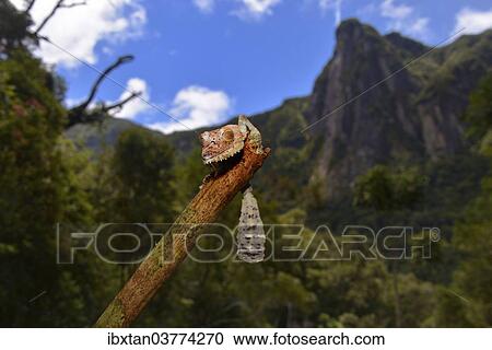 Stock Image - "Giant Leaf-tail Gecko or Flat-tail Gecko (Uroplatus giganteus), Marojejy National Park, Madagascar, Africa". Fotosearch