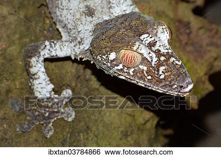 "Giant Leaf-tailed Gecko (Uroplatus fimbriatus), Nosy Mangabe, Masoala National Park, Madagascar, Africa" View Large Photo Image Stock Photograph - "Giant Leaf-tailed Gecko (Uroplatus fimbriatus), Nosy Mangabe, Masoala National Park, Madagascar, Africa". Fotosearch