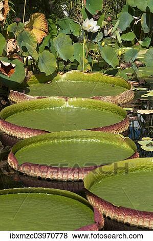 "Giant leaves of the Santa Cruz Water Lily or Irupe (Victoria cruziana), Lotus Flower (Nelumbo nucifera) at the back, Bavaria, Germany, Europe" View Large Photo Image Stock Photo - "Giant leaves of the Santa Cruz Water Lily or Irupe (Victoria cruziana), Lotus Flower (Nelumbo nucifera) at the back, Bavaria, Germany, Europe". Fotosearch