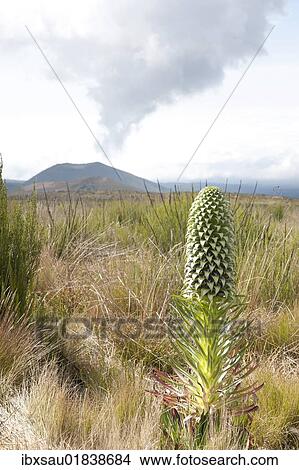 "Giant Lobelia (Lobelia deckenii), cloud above the extinct Kifinika Hill volcano, Kilimanjaro National Park, Marangu Route, Tanzania, East Africa, Africa" View Large Photo Image Picture - "Giant Lobelia (Lobelia deckenii), cloud above the extinct Kifinika Hill volcano, Kilimanjaro National Park, Marangu Route, Tanzania, East Africa, Africa". Fotosearch