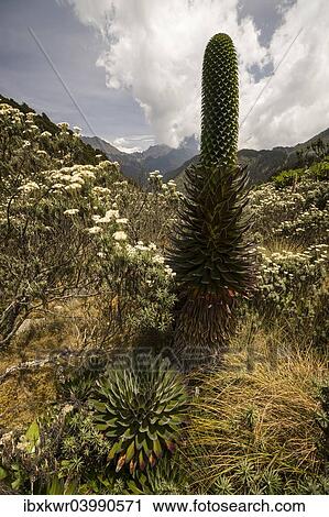 Stock Image - "Giant Lobelia (Lobelia deckenii), surrounded by tussock, Ruwenzori Mountains, Kasese, Uganda, Africa". Fotosearch