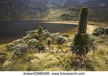 "Giant Lobelia (Lobelia deckenii) surrounded by tussock on Bujuku Lake, Ruwenzori Mountains, Kasese, Uganda, Africa" View Large Photo Image Stock Photo - "Giant Lobelia (Lobelia deckenii) surrounded by tussock on Bujuku Lake, Ruwenzori Mountains, Kasese, Uganda, Africa". Fotosearch