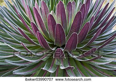 "Giant Lobelia (Lobelia deckenii), Rwenzori Mountains, Kasese, Uganda, Africa" View Large Photo Image Stock Photo - "Giant Lobelia (Lobelia deckenii), Rwenzori Mountains, Kasese, Uganda, Africa". Fotosearch