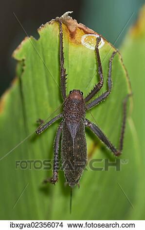 "Giant lobster cricket (Panoploscelis specularis), Tiputini rainforest, Yasuni National Park, Ecuador, South America" View Large Photo Image Picture - "Giant lobster cricket (Panoploscelis specularis), Tiputini rainforest, Yasuni National Park, Ecuador, South America". Fotosearch
