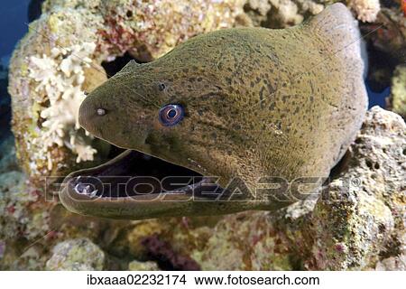 "Giant moray (Gymnothorax javanicus), Red Sea, Egypt, Africa" View Large Photo Image Picture - "Giant moray (Gymnothorax javanicus), Red Sea, Egypt, Africa". Fotosearch