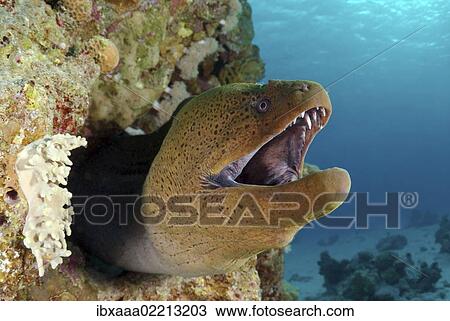 "Giant moray (Gymnothorax javanicus), Red Sea, Egypt, Africa" View Large Photo Image Stock Image - "Giant moray (Gymnothorax javanicus), Red Sea, Egypt, Africa". Fotosearch