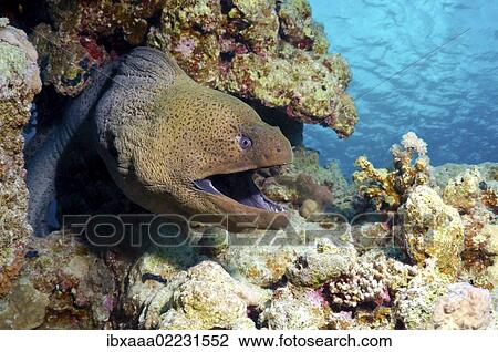 "Giant moray (Gymnothorax javanicus), Red Sea, Egypt, Africa" View Large Photo Image Stock Image - "Giant moray (Gymnothorax javanicus), Red Sea, Egypt, Africa". Fotosearch