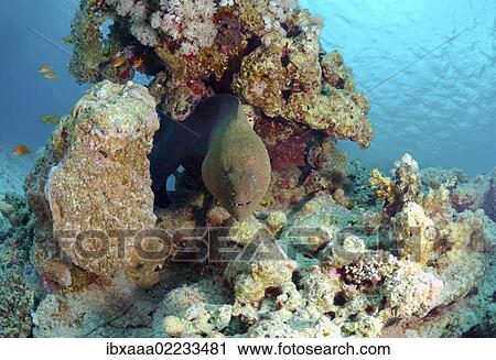 "Giant moray (Gymnothorax javanicus), Red Sea, Egypt, Africa" View Large Photo Image Stock Image - "Giant moray (Gymnothorax javanicus), Red Sea, Egypt, Africa". Fotosearch