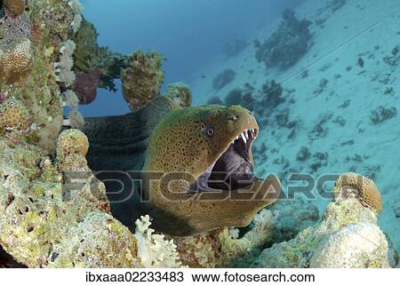 "Giant moray (Gymnothorax javanicus), Red Sea, Egypt, Africa" View Large Photo Image Stock Image - "Giant moray (Gymnothorax javanicus), Red Sea, Egypt, Africa". Fotosearch