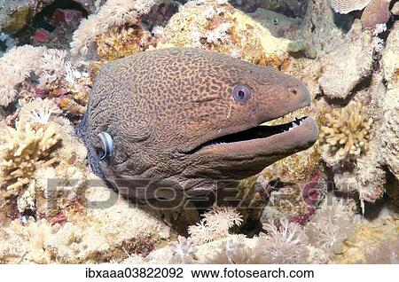 Stock Image - "Giant Moray (Gymnothorax javanicus), Ras Muhammad National Park, Sinai Peninsula, Sharm el-Sheikh, Red Sea, Egypt, Africa". Fotosearch