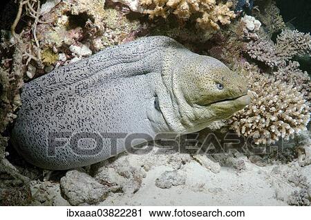 "Giant Moray (Gymnothorax javanicus), Red Sea, Egypt, Africa" View Large Photo Image Stock Image - "Giant Moray (Gymnothorax javanicus), Red Sea, Egypt, Africa". Fotosearch