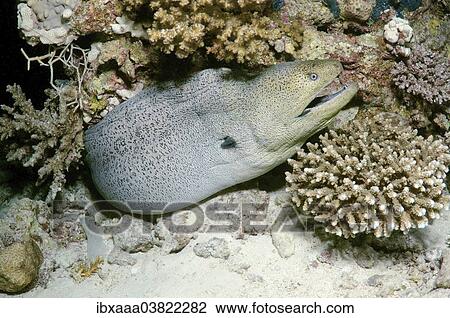 Stock Image - "Giant Moray (Gymnothorax javanicus), Red Sea, Egypt, Africa". Fotosearch
