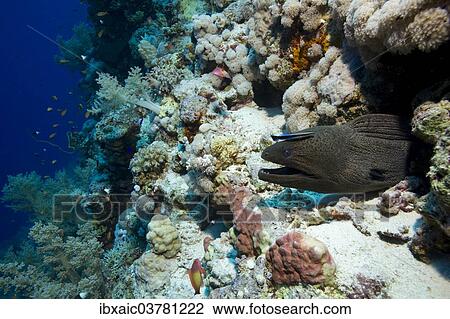 Stock Image - "Giant Moray (Gymnothorax javanicus), Red Sea, Egypt, Africa". Fotosearch
