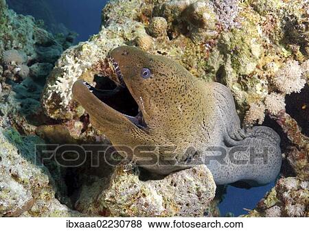 "Giant moray (Gymnothorax javanicus), Red Sea, Egypt, Africa" View Large Photo Image Stock Photo - "Giant moray (Gymnothorax javanicus), Red Sea, Egypt, Africa". Fotosearch