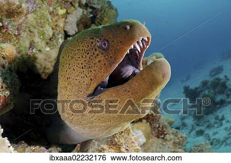"Giant moray (Gymnothorax javanicus), Red Sea, Egypt, Africa" View Large Photo Image Stock Photograph - "Giant moray (Gymnothorax javanicus), Red Sea, Egypt, Africa". Fotosearch