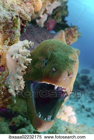 "Giant moray (Gymnothorax javanicus), Red Sea, Egypt, Africa" View Large Photo Image Stock Photography - "Giant moray (Gymnothorax javanicus), Red Sea, Egypt, Africa". Fotosearch