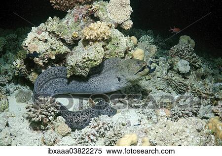 "Giant Moray (Gymnothorax javanicus), Red Sea, Egypt, Africa" View Large Photo Image Stock Photography - "Giant Moray (Gymnothorax javanicus), Red Sea, Egypt, Africa". Fotosearch