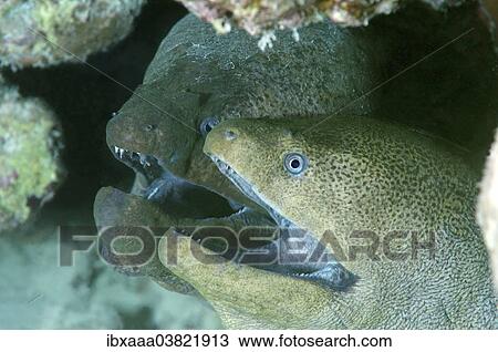 "Giant Morays (Gymnothorax javanicus), Red Sea, Egypt, Africa" View Large Photo Image Stock Image - "Giant Morays (Gymnothorax javanicus), Red Sea, Egypt, Africa". Fotosearch