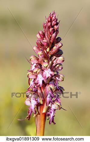 "Giant Orchid (Himantoglossum robertianum, formerly Barlia robertiana), Pyrenees-Orientales, France, Europe" View Large Photo Image Stock Photo - "Giant Orchid (Himantoglossum robertianum, formerly Barlia robertiana), Pyrenees-Orientales, France, Europe". Fotosearch